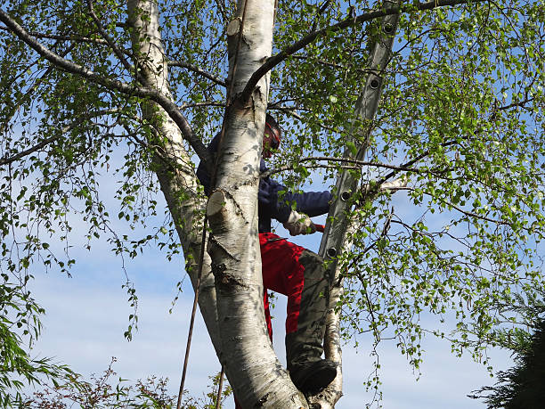 Best Commercial Tree Services  in Terre Haute, IN